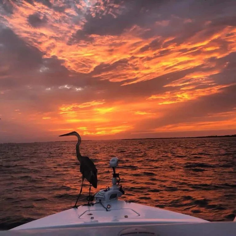 Sunset cruise near Anna Maria Island
