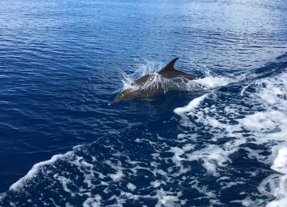 Sunset cruises on AMI dolphin swimming in boat wake