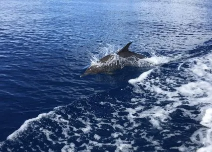 Dolphin & Manatee Sightseeing Wildlife Tours