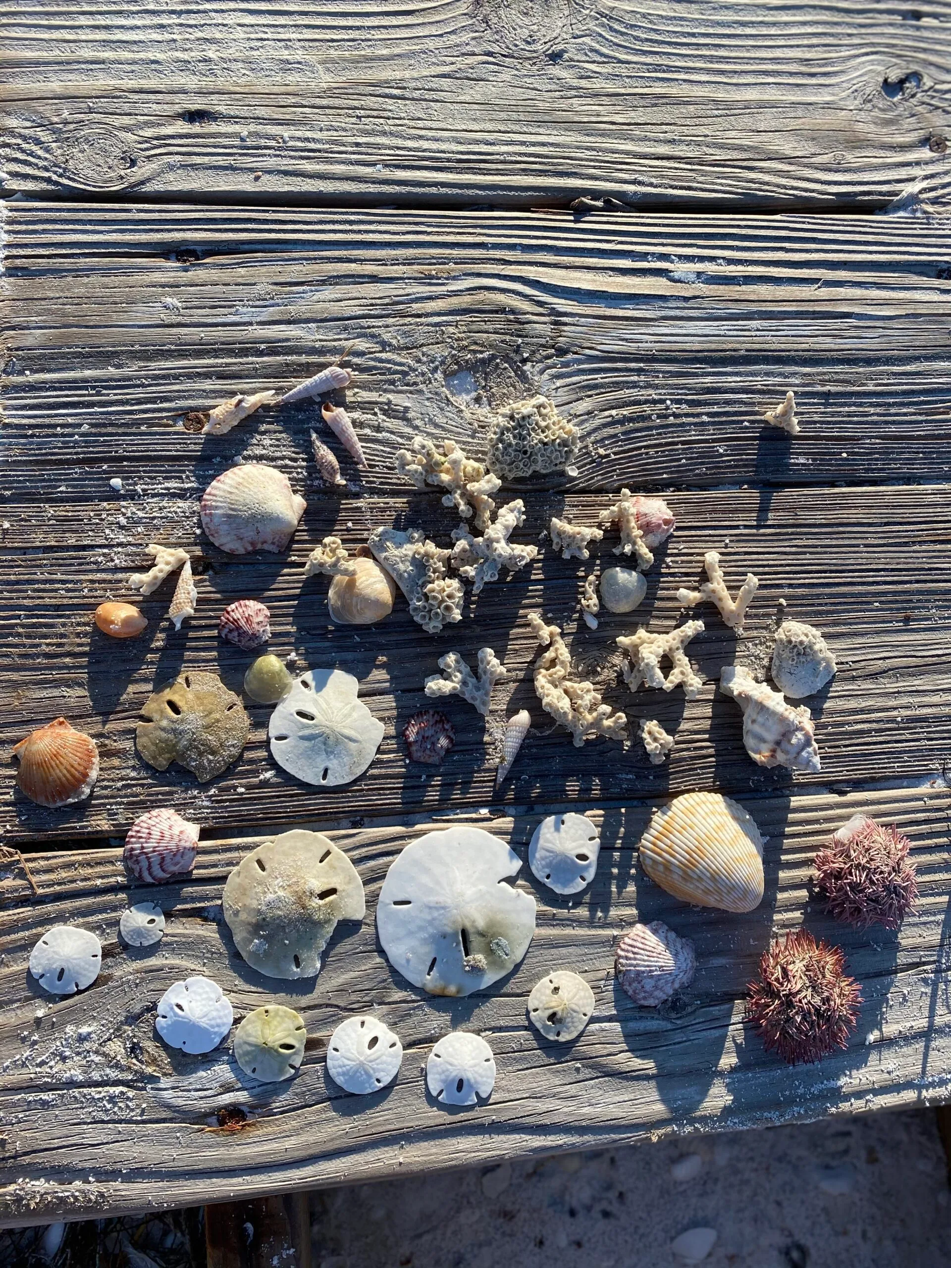 Wildlife tour near Anna Maria Island