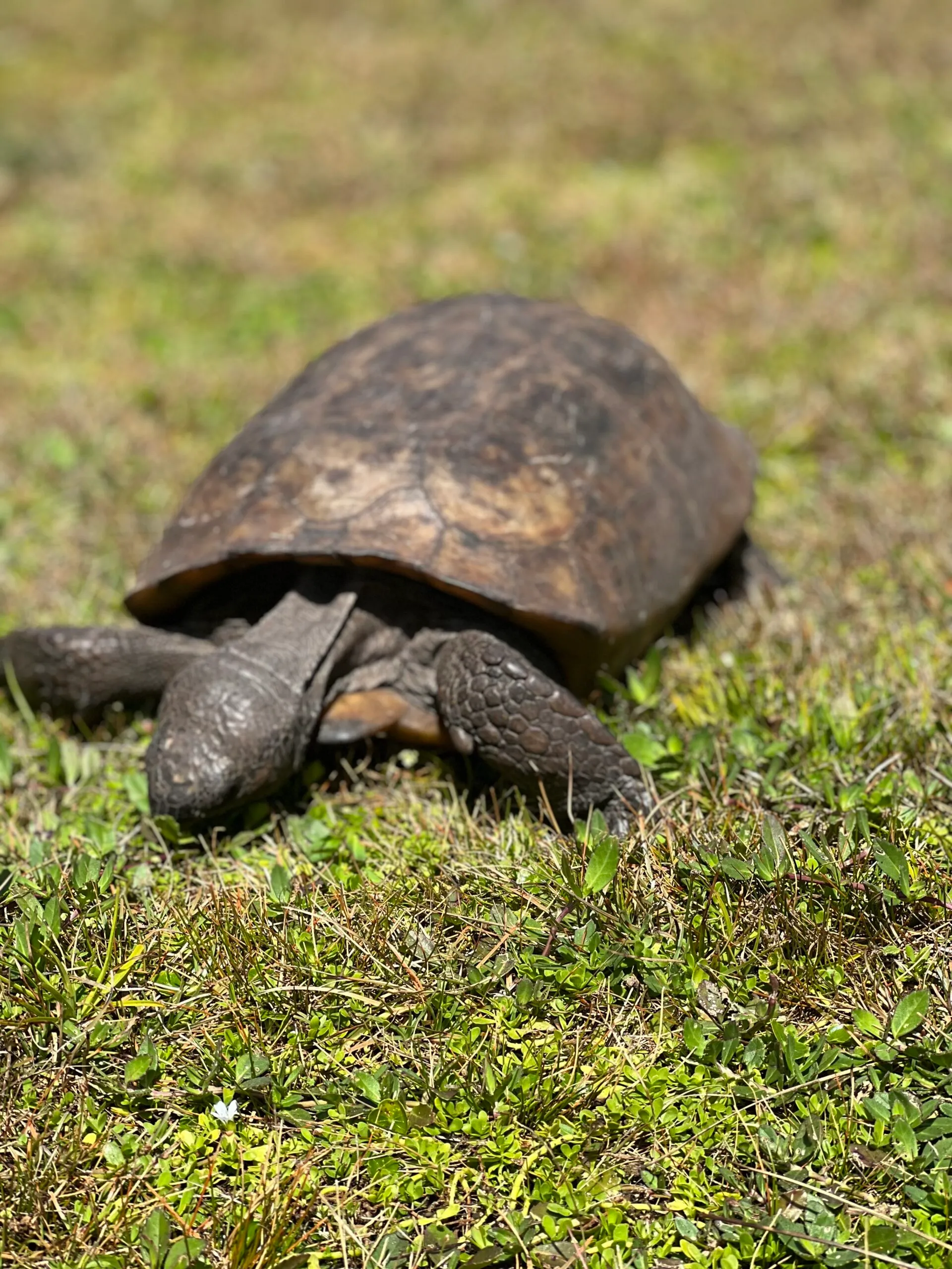 Wildlife tour near Anna Maria Island