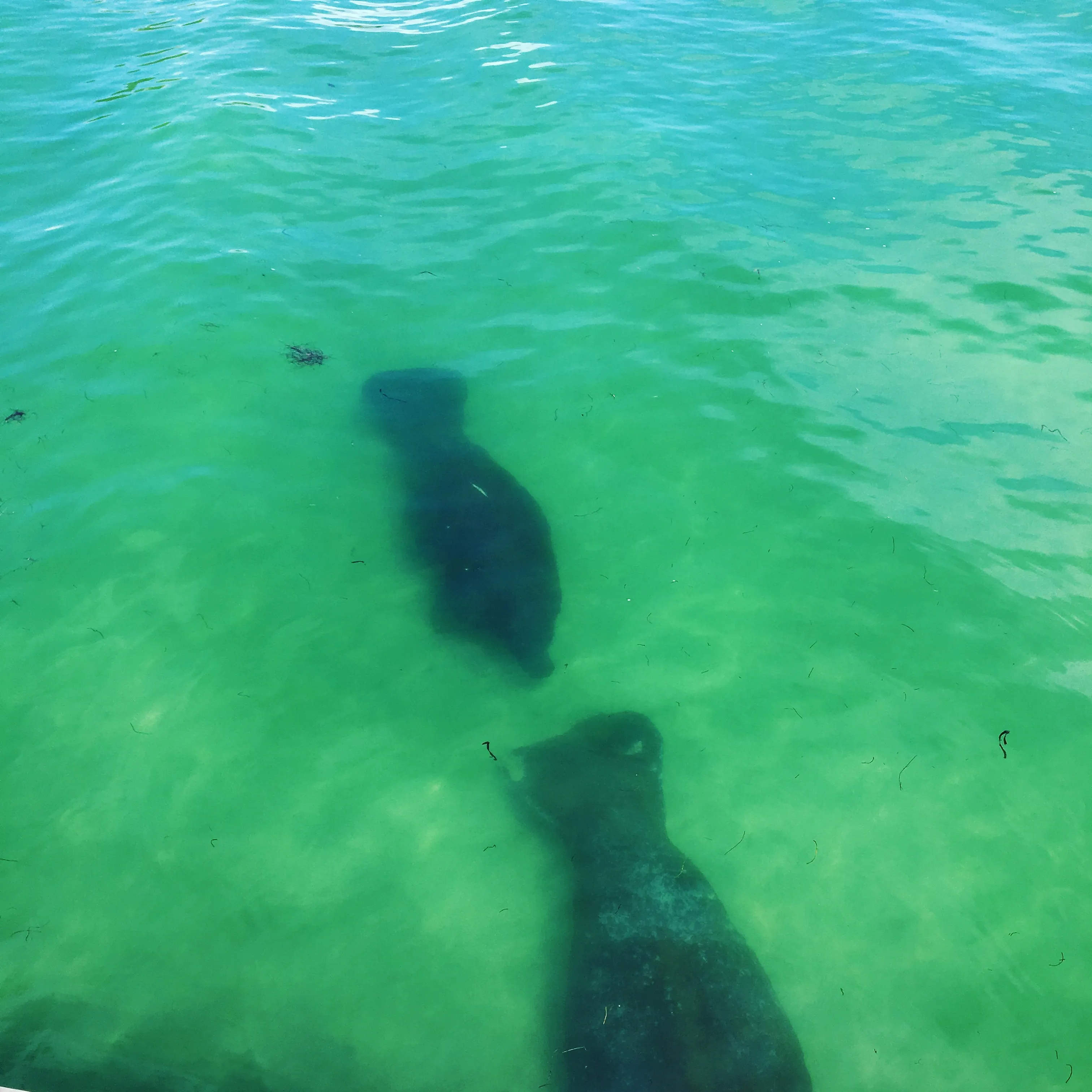 Wildlife Tours near Anna Maria Island
