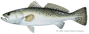 what's biting this spring spotted seatrout spotted