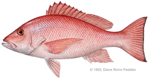 Red Snapper Fishing Charters snapper red
