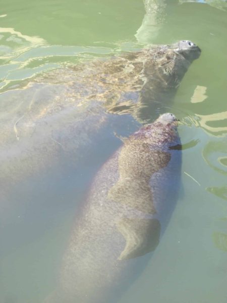 dolphin and manatee sightseeing wildlife tours Anna Maria charters image of 2 manatees at the surface