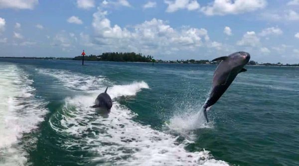 family fun on Anna Maria dolphin & manatee sightseeing wildlife tours dolphins jumping Anna Maria Charters 25