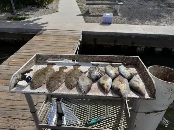 Flounder Sheepshead Snapper on a table