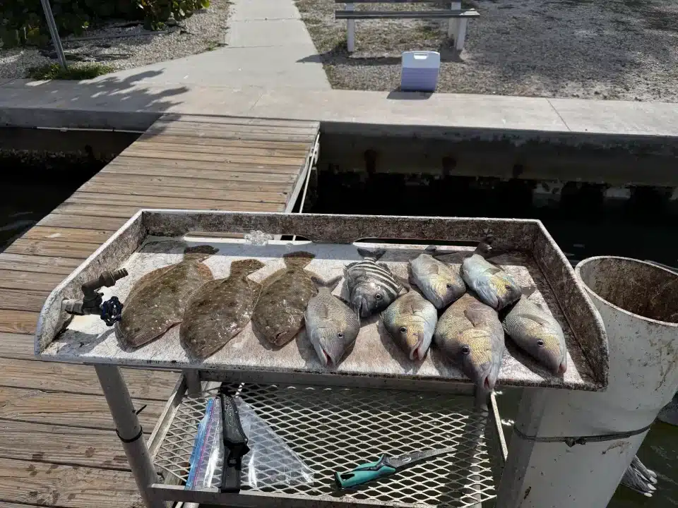 Flounder Sheepshead Snapper on a table