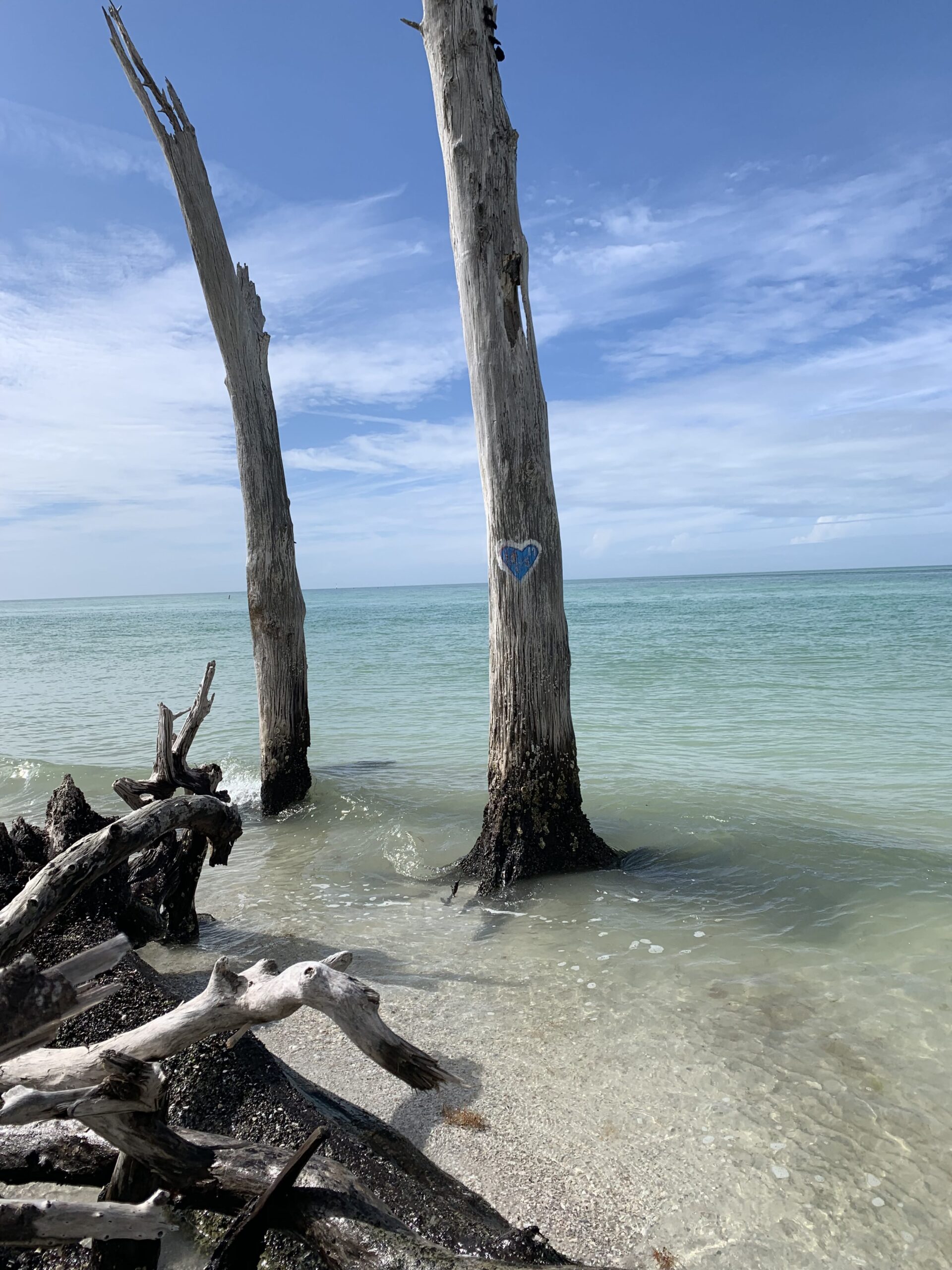 dead trees on beach in egmont key