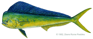offshore charters in October mahi mahi dolphinfish