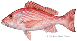 Red Snapper Fishing Charters snapper red